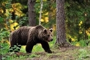 شکارچی خرس قهوه ای حین فروش دستگیر شد