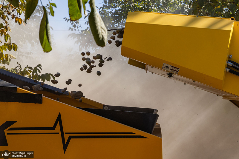 برداشت مکانیزه گردو در استان زنجان