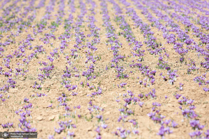 برداشت زعفران از مزارع استان چهارمحال و بختیاری