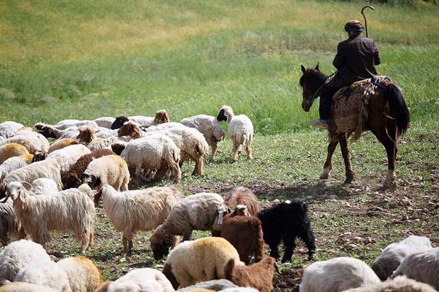 بیمه دام در زنجان 48 درصد رشد یافت