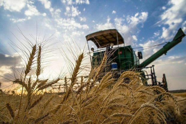 150 هزار تن گندم و جو در پارس آباد تولید می شود