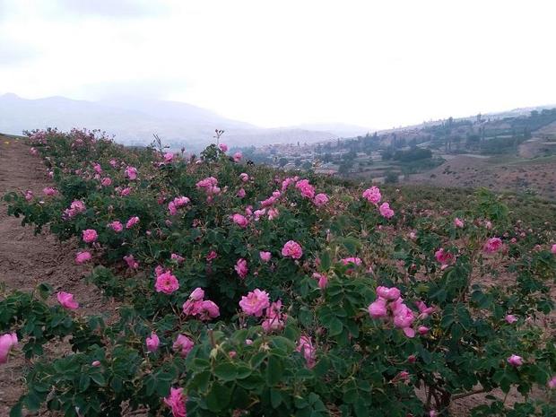 بخشی از زمین های کم بازده گلستان به زیر کشت گل محمدی رفت