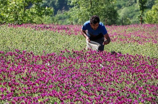 قوی‌ترین داروی گیاهی خواب‌آور را بشناسید