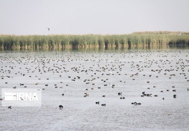 بهشت پرندگان در مهاباد جان دوباره گرفت