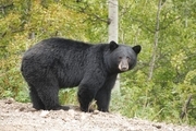 خرس سیاه ایران در خطر انقراض