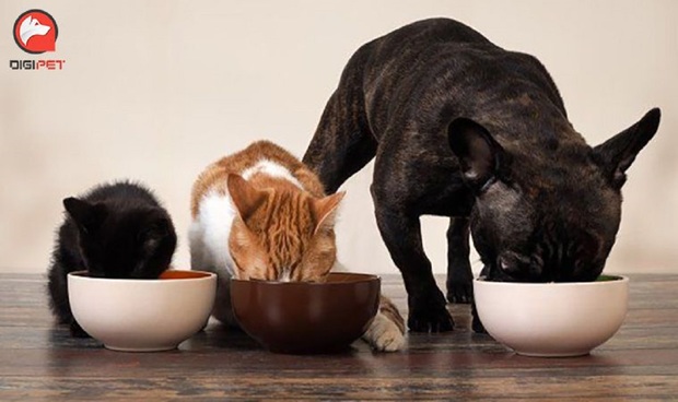 نکات طلایی در تغذیه سگ و گربه با غذای خشک نوتری پت