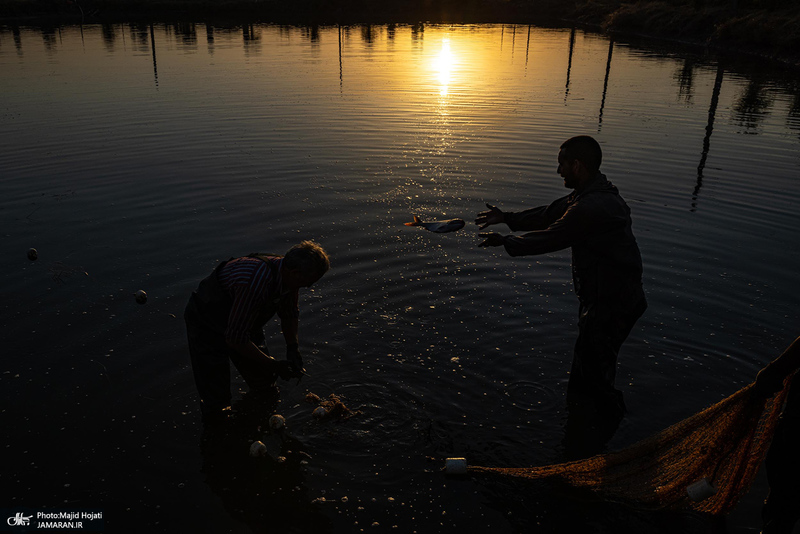 پرورش ماهی در آزادشهر استان گلستان