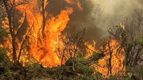 عامل انسانی عمده علت آتش سوزی باغات و فضای سبز ارومیه است