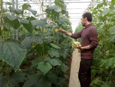 دانش آموختگان کشاورزی بومی اسدآباد در اولویت واگذاری شهرک گلخانه ای