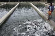 بیشترین میزان ماهی قزل آلا در شهرستان اردل تولید می شود