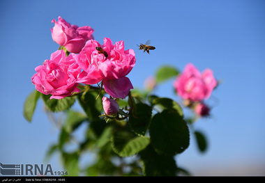 توزیع نهال گل محمدی یارانه ای در چهارمحال و بختیاری آغاز شد