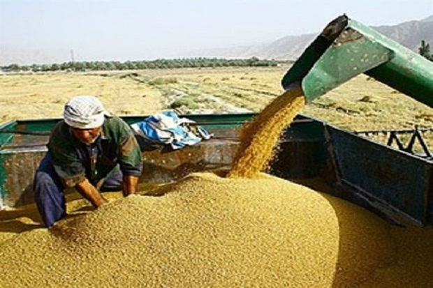 خرید گندم در خراسان شمالی از مرز 100 هزار تن گذشت