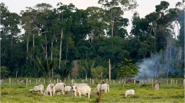 حال بد ریه های زمین؛ قطع بیش از 800 میلیون درخت جنگل های آمازون