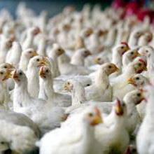 طرح تولید مرغ مادر گوشتی ماهان در لرستان بهره برداری شد