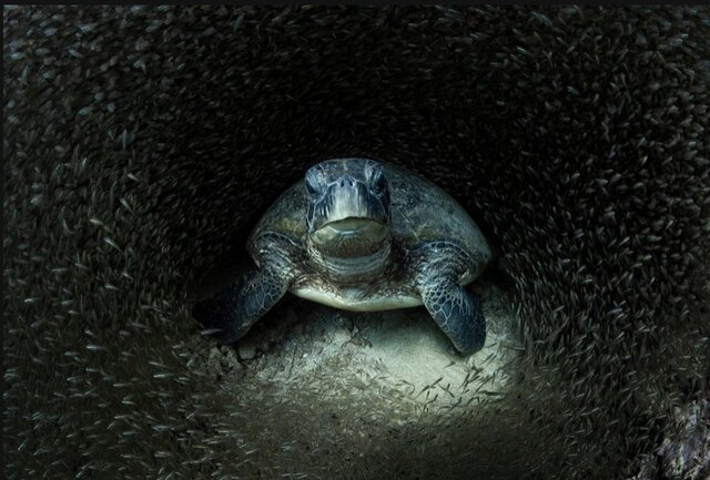 بهترین‌ عکس‌های طبیعت جهان را ببینید