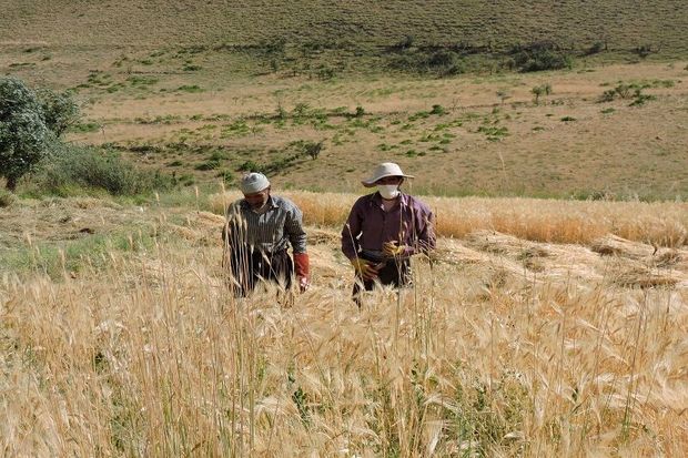 گرمای هوا تولید محصولات دیم در سمیرم را کاهش داد