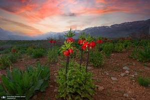 دشت لاله های واژگون کوهرنگ