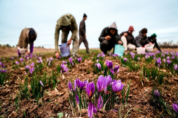 10کیلوگرم زعفران برای نخستین بار در آذربایجان غربی برداشت شد