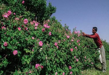 برداشت گل محمدی در مهریز آغاز شد