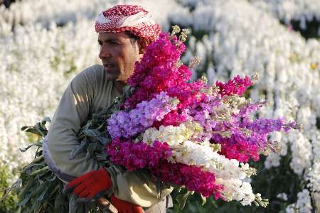 از قصر تا مضیف  اردویی برای معرفی جاذبه های 'حمیدیه'