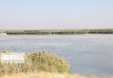 فرود بیش از ۳۰ هزار قطعه پرنده مهاجر در تالاب «کانی‌برازان» مهاباد