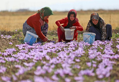 نمایندگان مجلس نیز برای اصلاح الگوی کشت وارد عمل شدند