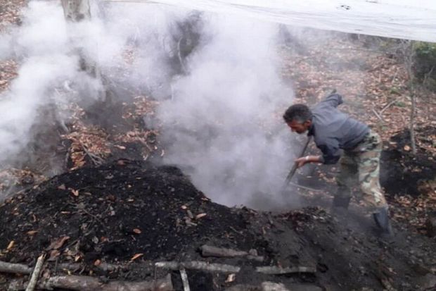 تخریب ۱۳ کوره زغال در جنگل‌های آستارا