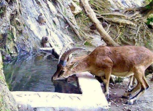 شکارچی غیرمجاز زرندی به ساخت آب انبار برای حیوانات محکوم شد