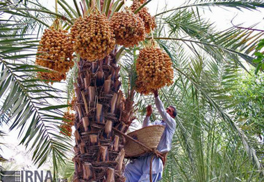 برداشت خرما در ایرانشهر از مرز 20 هزار تن گذشت