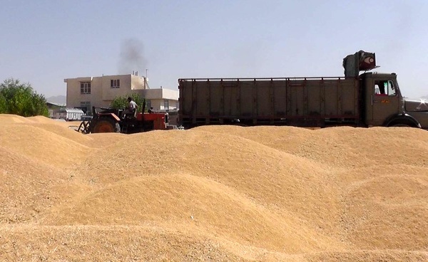 100 درصد ظرفیت مراکز خرید گندم در تایباد تکمیل شده است