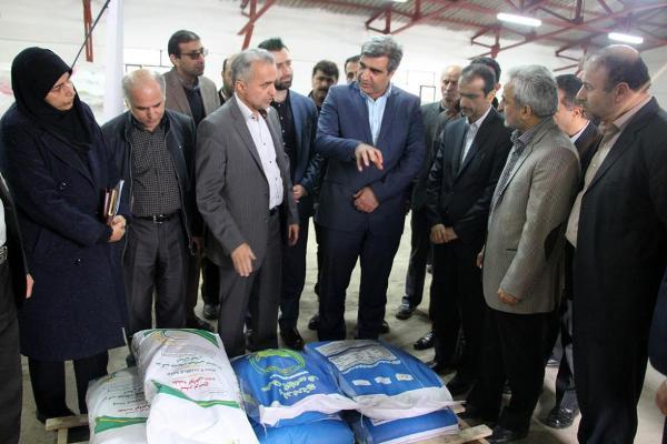 استفاده از بذرهای اصلاح شده برنج موجب افزایش بهره وری است