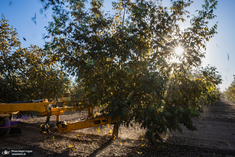 برداشت مکانیزه گردو در استان زنجان