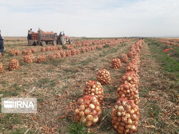 بیش‌از پنج هزار تن پیاز در خاش برداشت شد