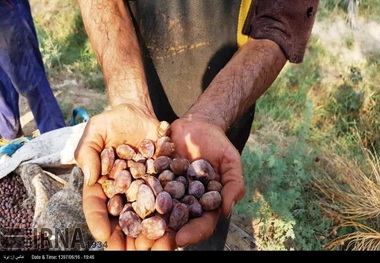 700 هزار اصله نخل در آبادان بیمه شدند