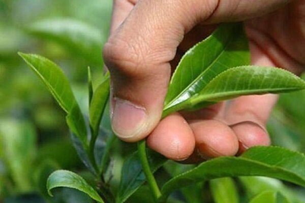 تأخیر یک هفته ای برداشت برگ سبز چای از باغات شمال کشور