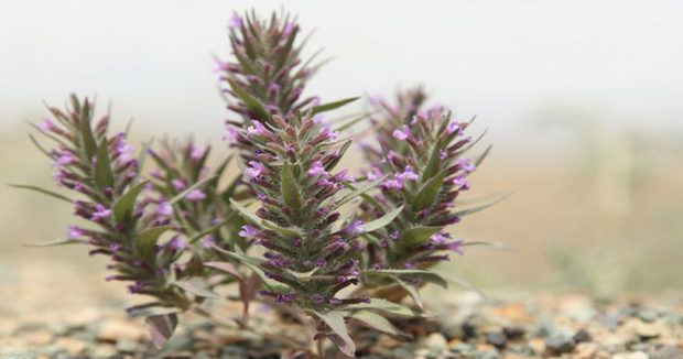 نوشیدنی سنتی برای رفع خستگی و بهبود گوارش