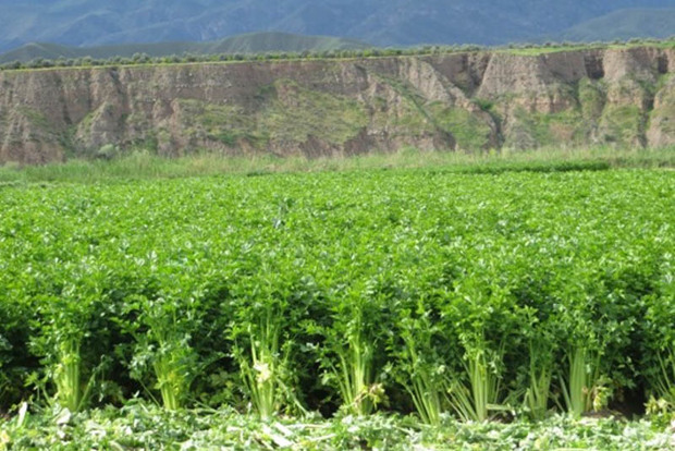 برداشت کرفس از 140 هکتار زمین کشاورزی طارم آغاز شد