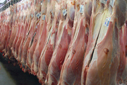 ۱۸۵ تن گوشت قرمز در ماکو تولید شد