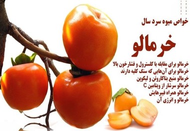 برداشت میوه خرمالو از باغهای استان گیلان آغاز شد