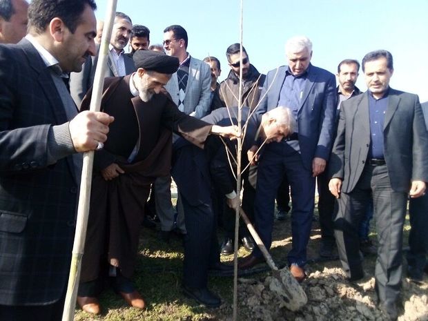 امسال ۴۰۰ هکتار زراعت چوب در مازندران انجام می‌شود