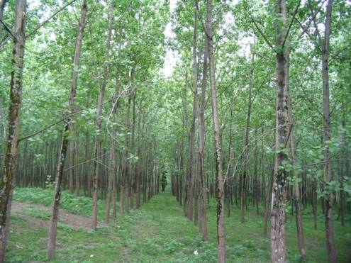 مازنی ها برای هفته درختکاری یک میلیون و 300 هزار نهال کنار گذاشتند