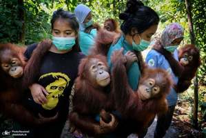 بهترین عکس های خبری سال از نگاه ورلد پرس فوتو 2020