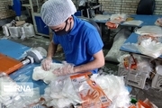 تولید دستکش فریزری در خراسان شمالی آغاز می‌شود
