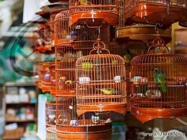 کشف انواع پرنده‌ی غیرمجاز از یک مغازه‌ی پرنده فروشی بازار روز تبریز