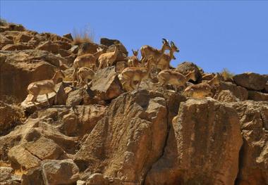 ارتقای منطقه شکار ممنوع کوه مند دستور کار است