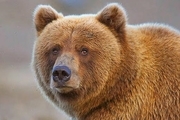 یک خرس قهوه ای در تصادف کشته شد + فیلم