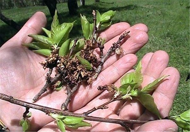 سرمای دیررس بهاره نزدیک به ۳۰۰ میلیارد تومان به محصولات کشاورزی آذربایجان غربی خسارت وارد کرد