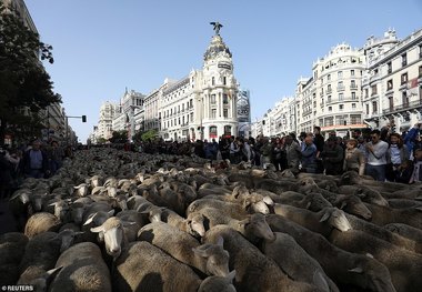 مادرید زیر سم گوسفندان+ تصاویر