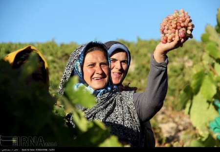 همایش ملی انگور در خراسان شمالی برگزار می شود