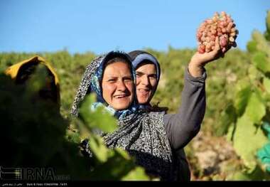 همایش ملی انگور در خراسان شمالی برگزار می شود